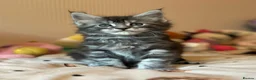 Maine Coon cats for sale: 🩶 3 Stunning Large Males 🩶 - Advert 13