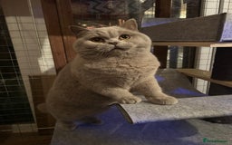 British Shorthair cats for stud: GCCF Champion Active Lilac Male for Stud Services  - Image 5