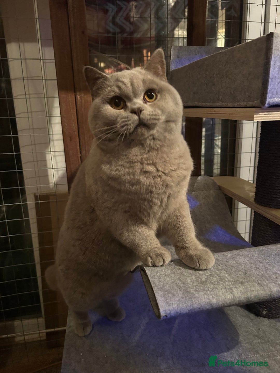 British Shorthair cats for stud: GCCF Champion Active Lilac Male for Stud Services  - Image 5