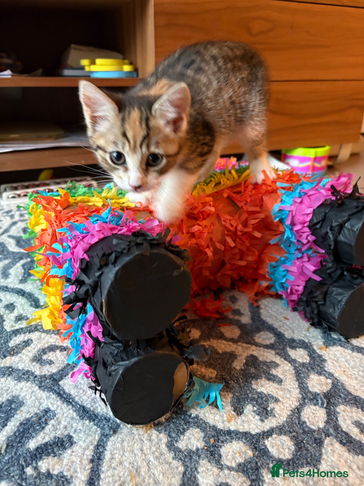 Mixed Breed cats Kitten needs new home - Advert 2