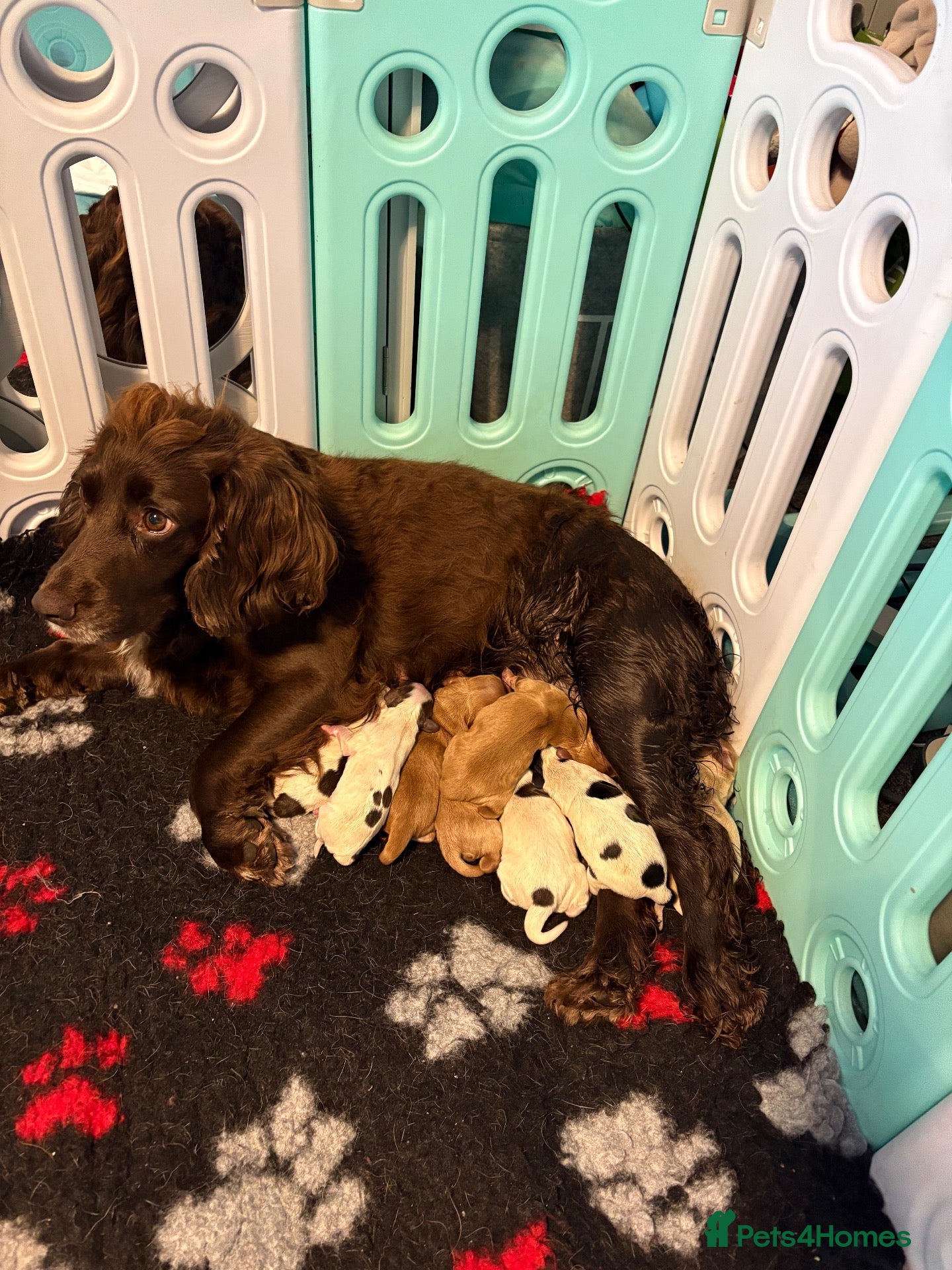 Cocker Spaniel dogs KC Registered Working Cockers - Advert 2