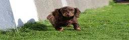 Dachshund dogs for sale: MINIATURE DACHSHUND PUPPIES FOR SALE - Advert 35