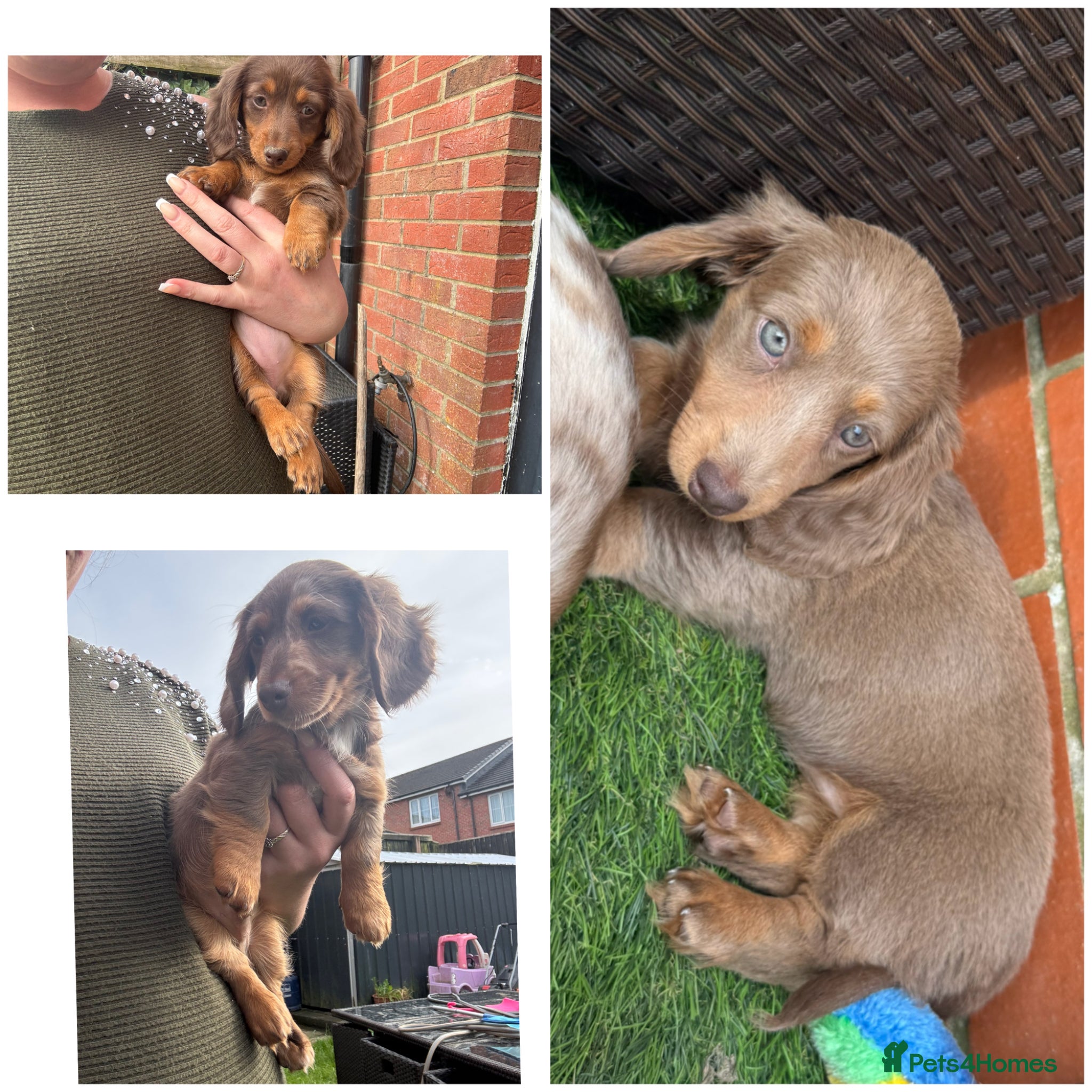 Miniature Dachshund dogs Miniature long hair dachshund Puppies  - Advert 2