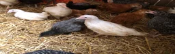 Chickens poultry for sale: Happy healthy pullets. - Advert 16
