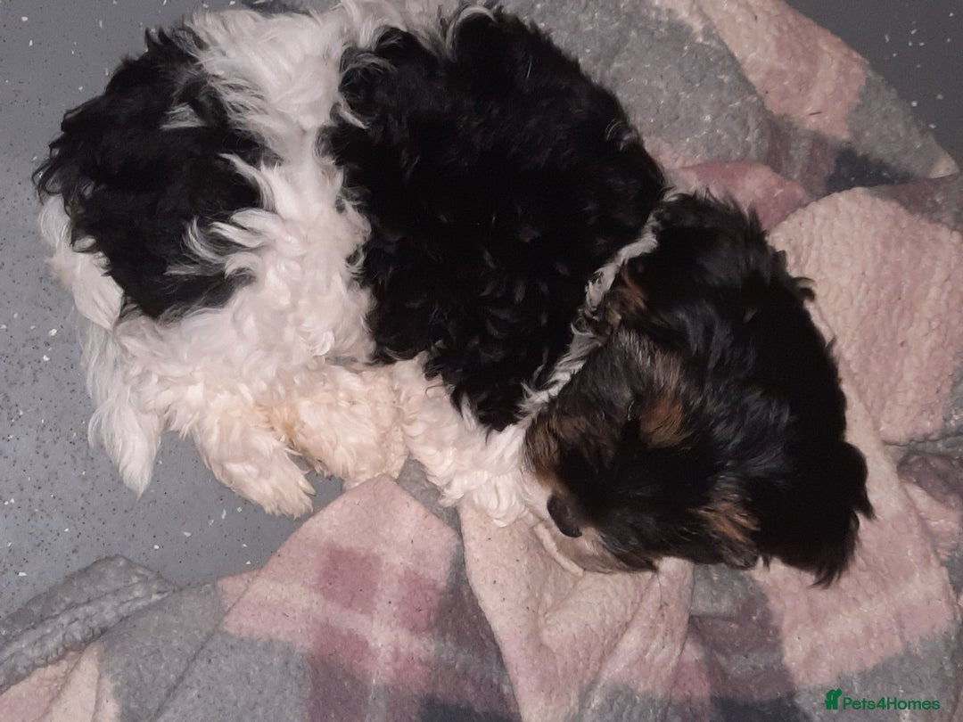 Lhasa Apso dogs for sale: 💜 REDUCED 💜 5* Kyi-Leos (Lhasa Apso/Maltese)   - Image 23