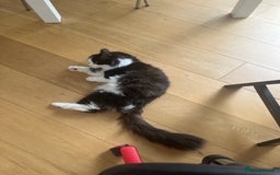 Mixed Breed cats for stud: Handsome and Calm Tuxedo for stud service - Image 3