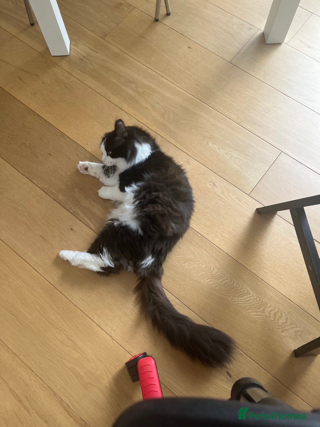 Mixed Breed cats for stud: Handsome and Calm Tuxedo for stud service - Image 3