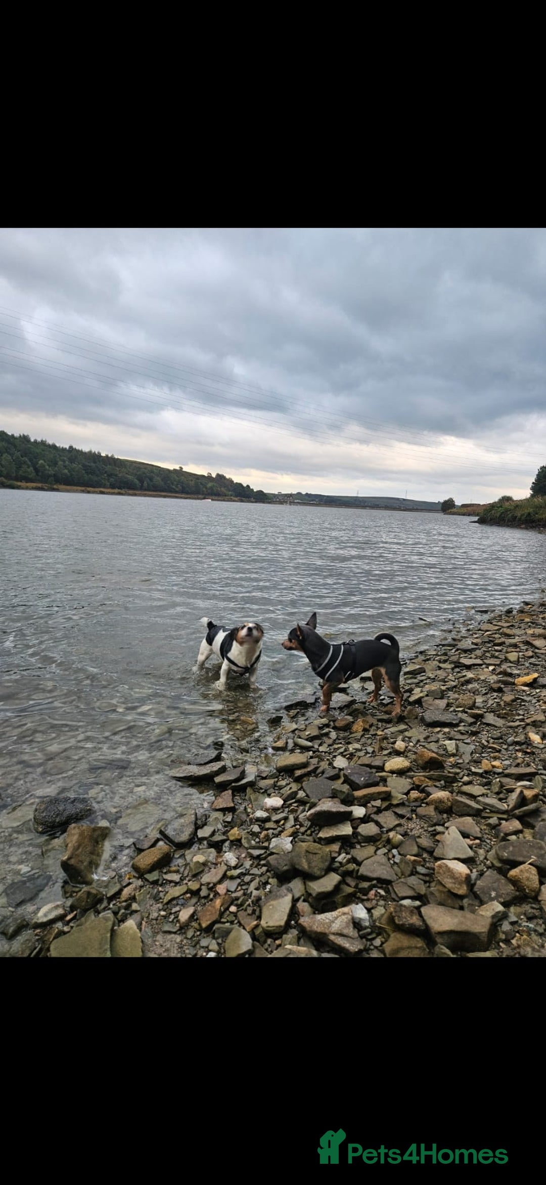 Jack Russell dogs for sale: Gorgeous Chunky Jack Russell Pups for sale - Advert 15