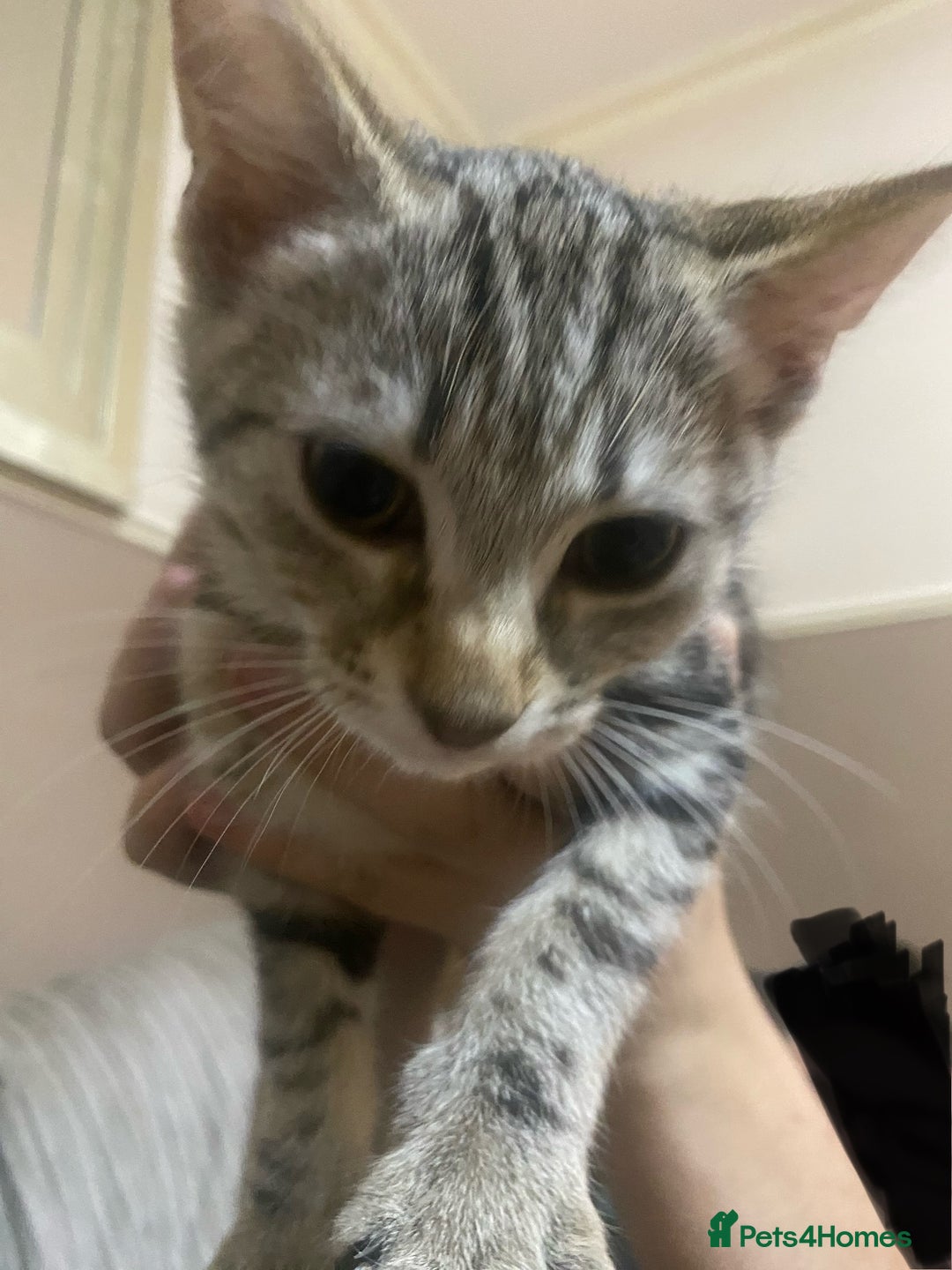 Mixed Breed cats for sale: A tabby girl for sale  - Image 2