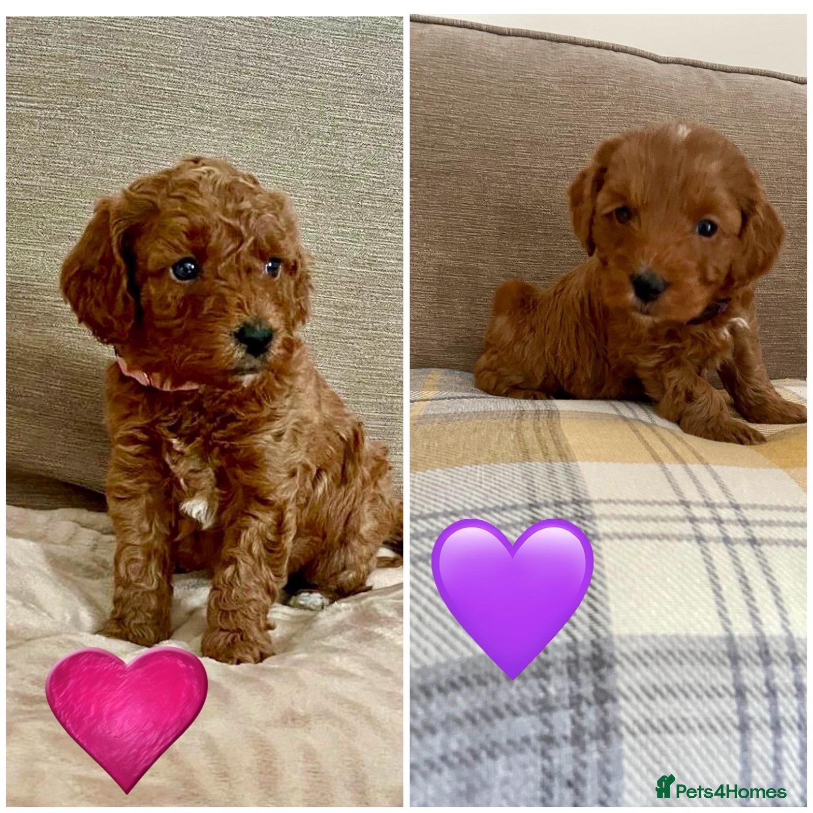 Cockapoo dogs 🐾 F1b Cockapoo Girls 🩷 💜 Health checked. - Advert 2