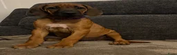 Rhodesian Ridgeback dogs for sale: Rhodesian Ridgeback puppies, health tested kc reg - Advert 9