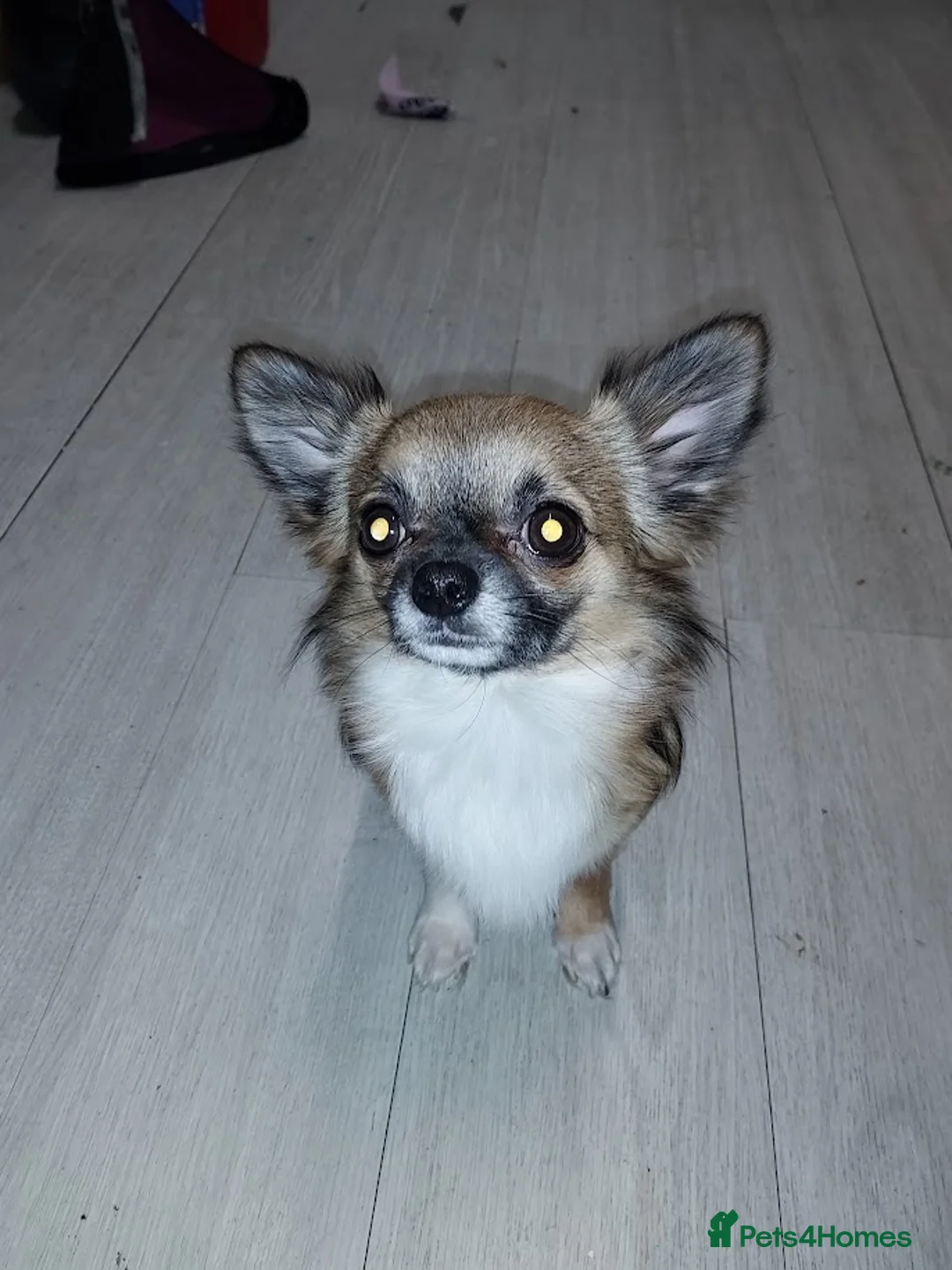 Pomchi dogs for sale: Three Beautiful Pomchi Puppies in Aylesbury - Advert 2