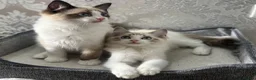 Ragdoll cats for sale: Beautiful Ragdoll Kittens - Advert 11
