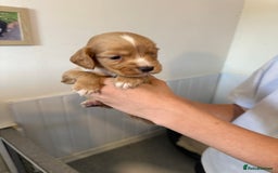 Cocker Spaniel dogs for sale: Kc cocker spaniels  - Image 18