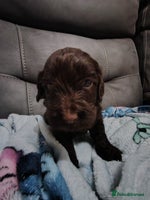 Cockapoo dogs Cockapoo puppies f2 ready now - Advert 6