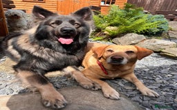 German Shepherd dogs for stud: Long Coat Blue Sable German Shepherd 💙 STUD in Swansea - Image 3
