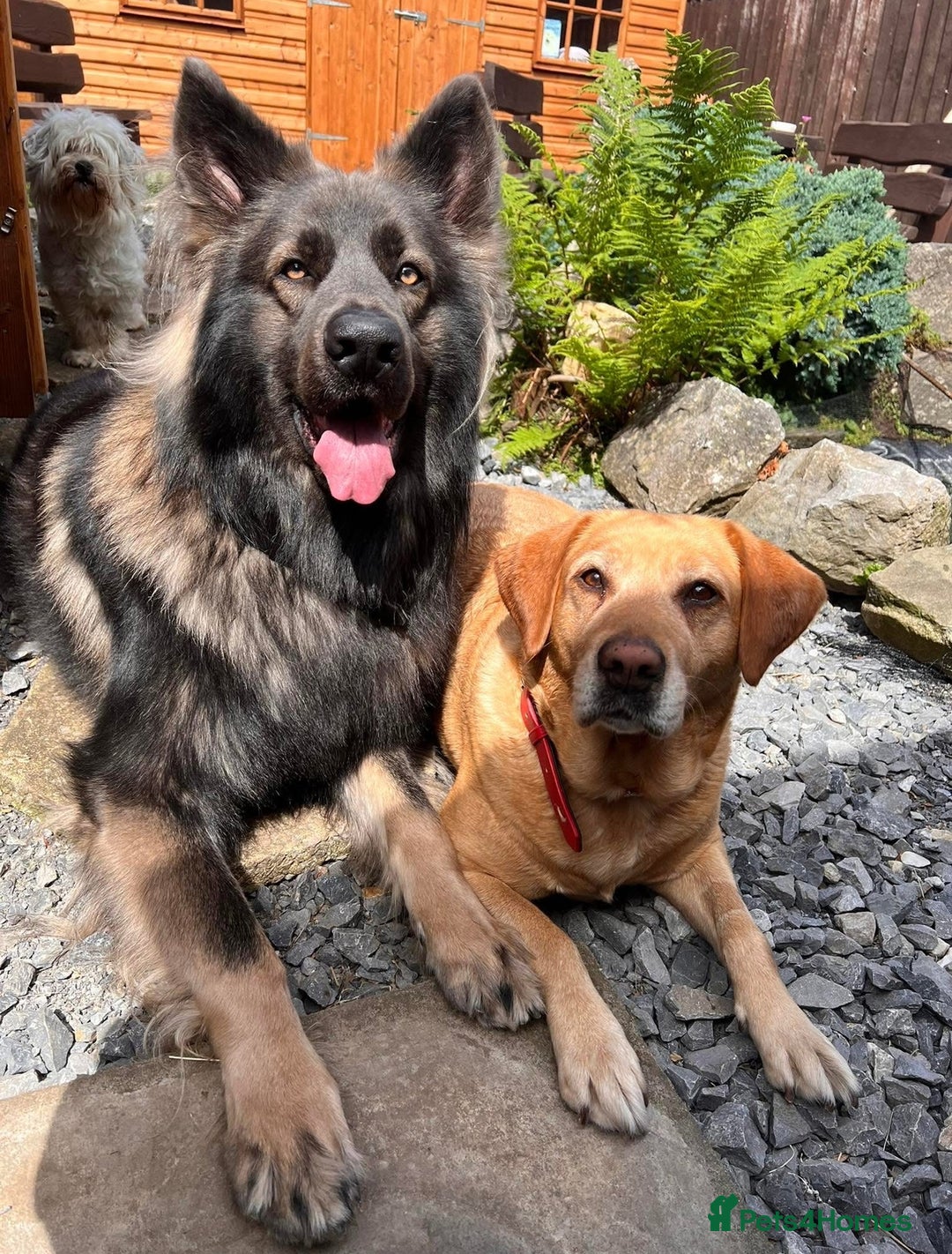German Shepherd dogs for stud: Long Coat Blue Sable German Shepherd 💙 STUD in Swansea - Image 3