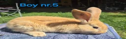 Continental Giant rabbits for sale: Pure Continental Giant Vaccinated  - Advert 14