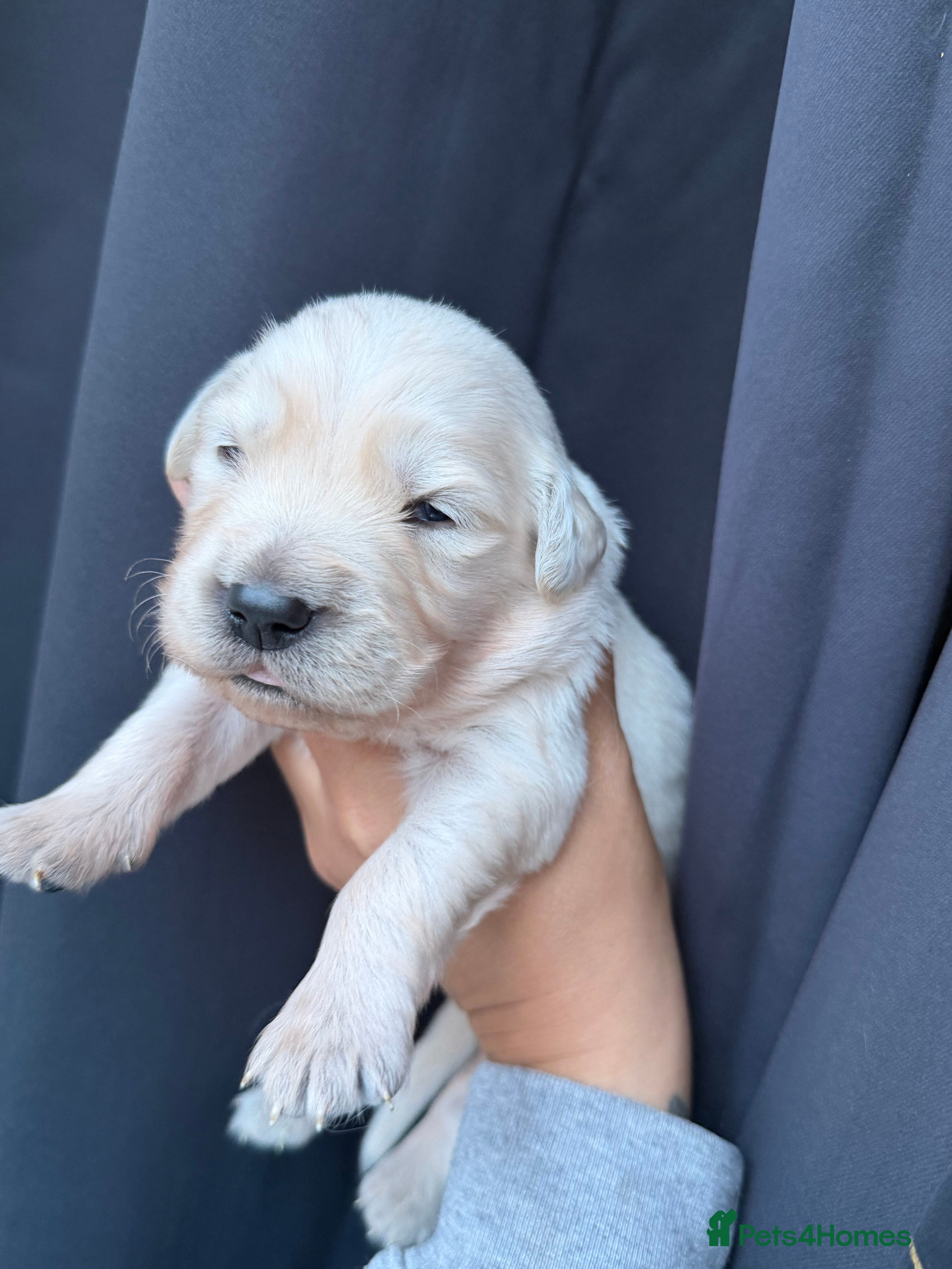 Golden Retriever dogs KC REG FULLY HEALTH TESTED CREAM RETRIEVERS. - Advert 1