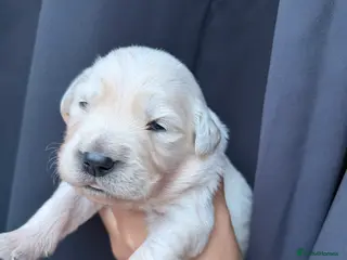 Golden Retriever dogs KC REG FULLY HEALTH TESTED CREAM RETRIEVERS. - Advert 1