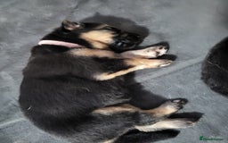 German Shepherd dogs for sale: 2 girls 4 boys  german shepherd puppies - Image 7