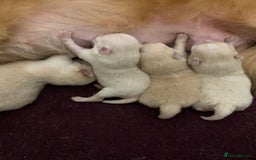 Pomeranian dogs for sale: Pure Pomeranian Puppies - Image 9