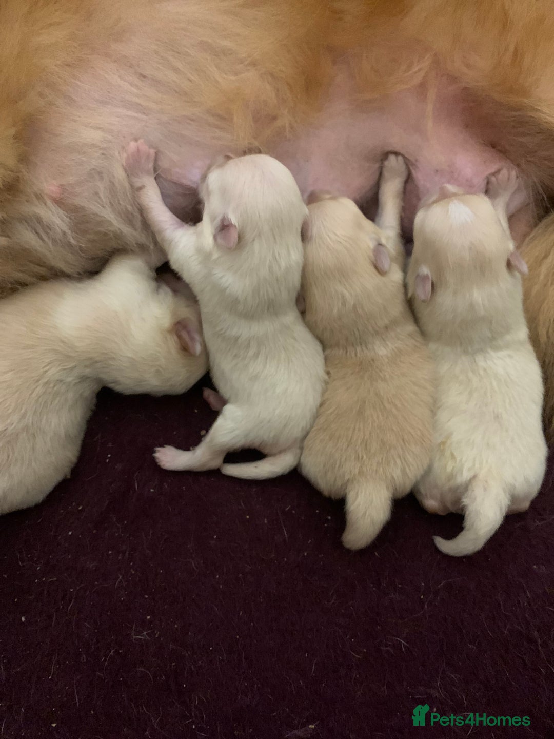 Pomeranian dogs for sale: Pure Pomeranian Puppies - Image 9