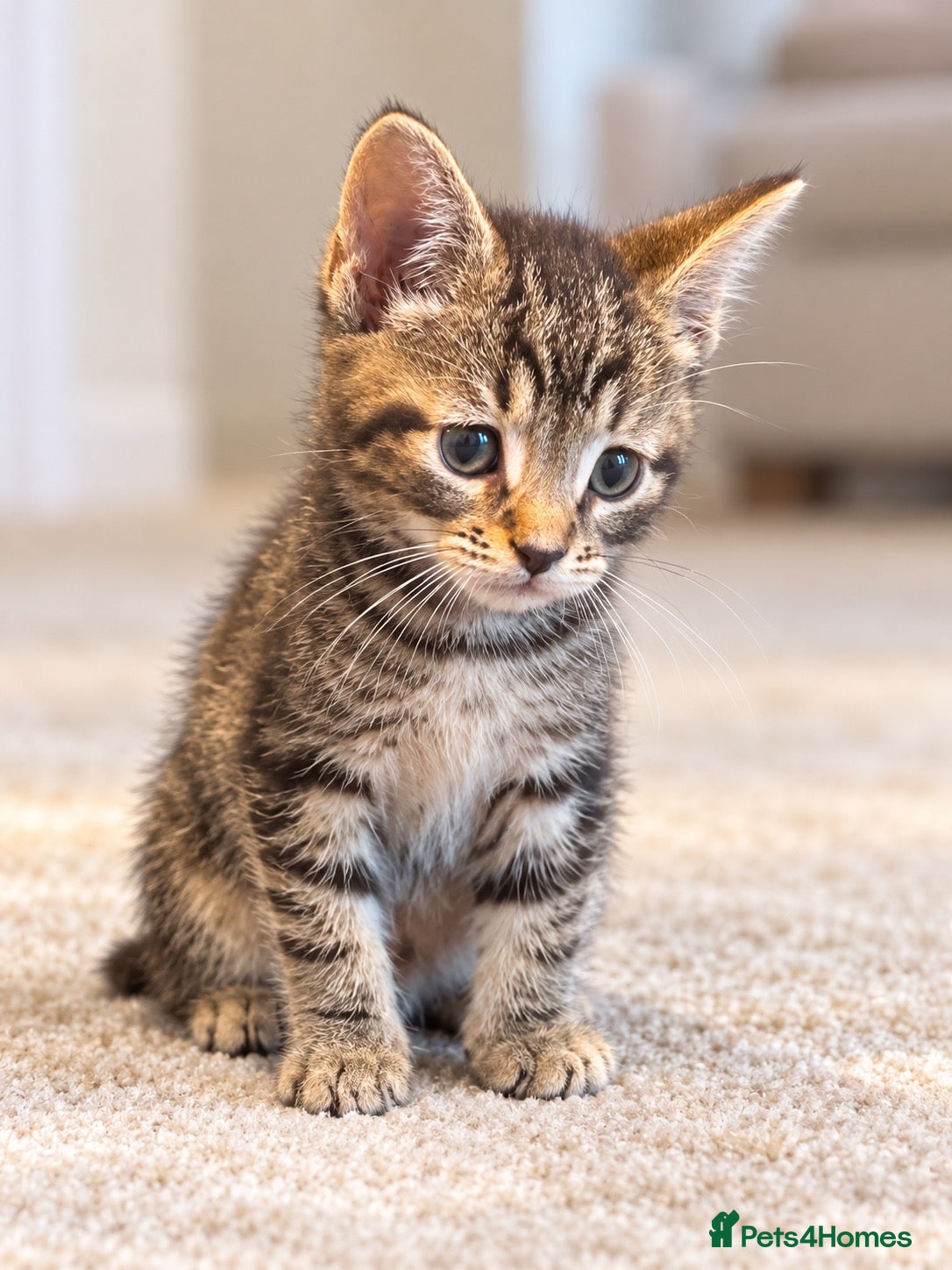 Mixed Breed cats 🐾 Beautiful Tabby x British Shorthair Kittens 🐾 - Advert 2