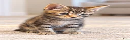 Mixed Breed cats for sale: 🐾 Beautiful Tabby x British Shorthair Kittens 🐾 - Advert 2