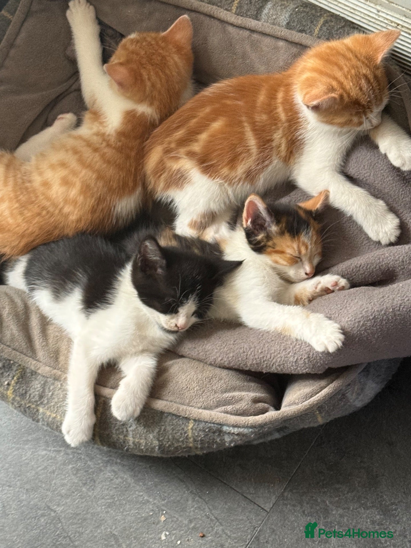 Mixed Breed cats Kittens Manchester Prices £40-£180 - Advert 2