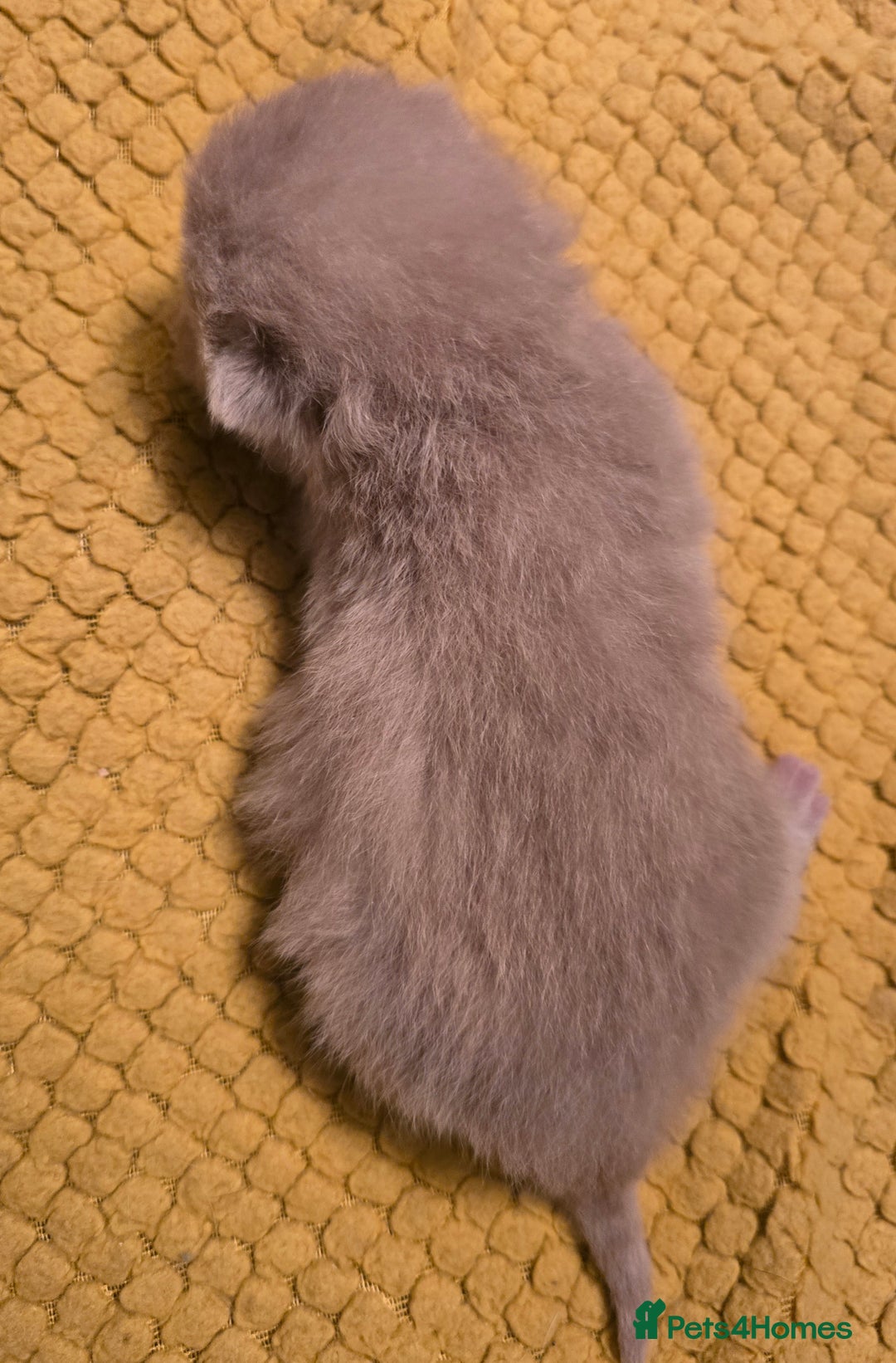 British Shorthair cats for sale: TICA registered British shorthair kittens - Advert 14