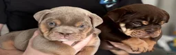 English Bulldog dogs for sale: British Bulldog Puppies - Advert 13