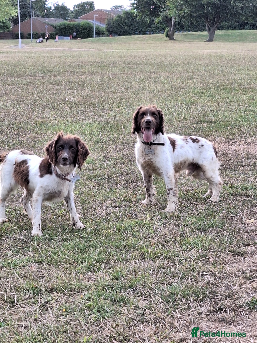 English Springer Spaniel dogs for sale: Lovely pups  - Advert 1