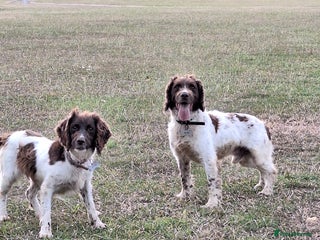 English Springer Spaniel dogs Lovely pups - Advert 18