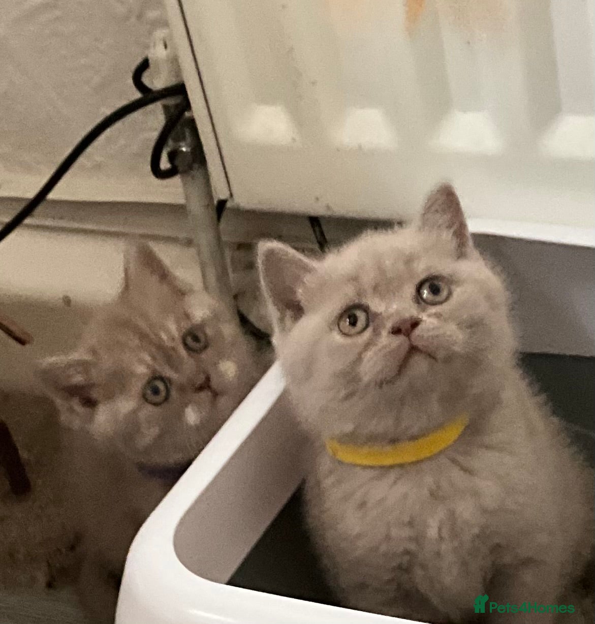 British Shorthair cats Purebred amazing BSH kittens - Advert 17