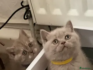 British Shorthair cats Purebred amazing BSH kittens - Advert 17