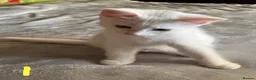 Mixed Breed cats for sale: 4 beautiful kittens 🐾 - Advert 13