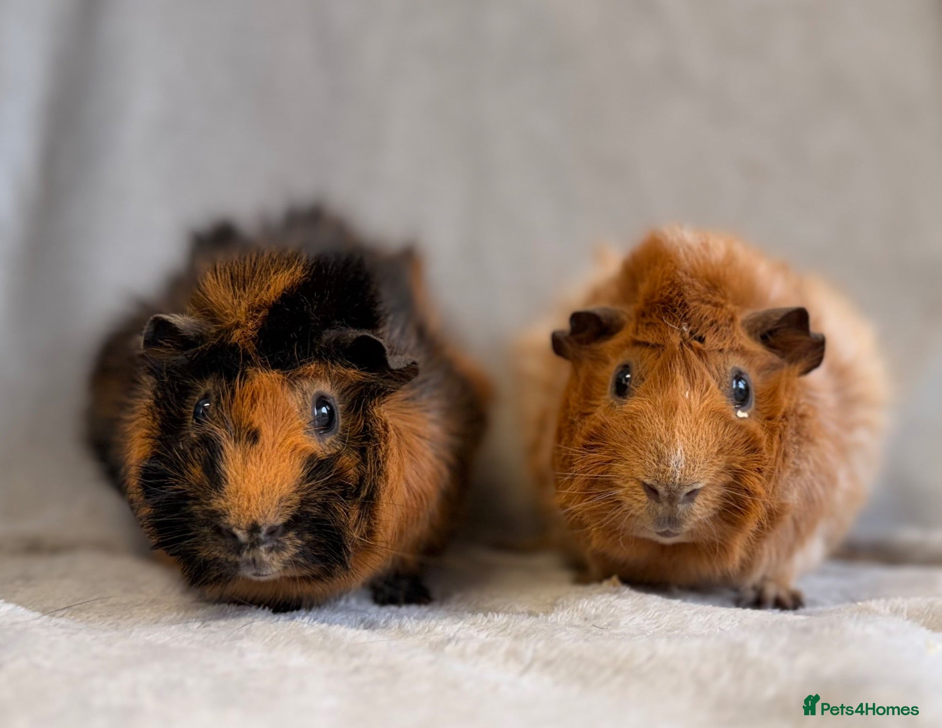 Guinea Pig rodents ✨ Retired Show Abyssinian Boars ✨ - Advert 1