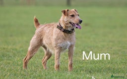 Mixed Breed dogs for sale: Pups for sale - Image 1