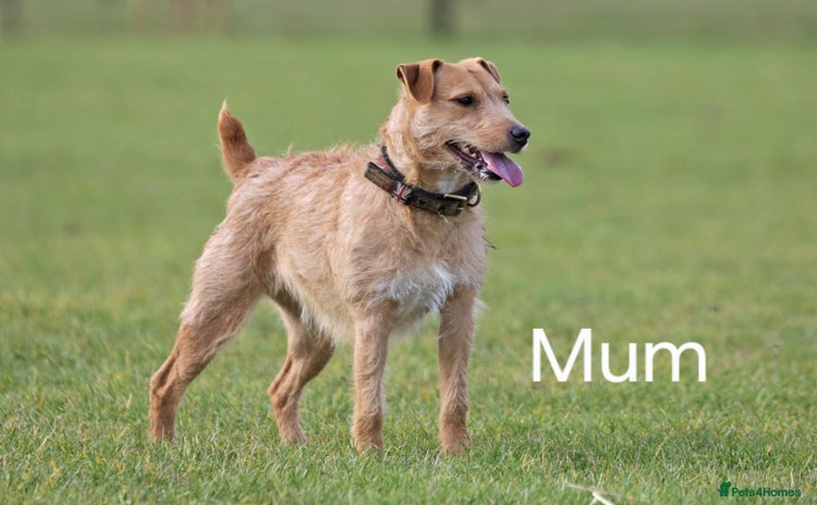 Mixed Breed dogs - Advert 1