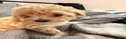 Maltipoo dogs for sale: Tiny Asian maltipoo - Advert 8