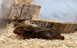 Guinea Pig rodents for sale: Lots of Baby Guinea Pigs for sale - Image 14