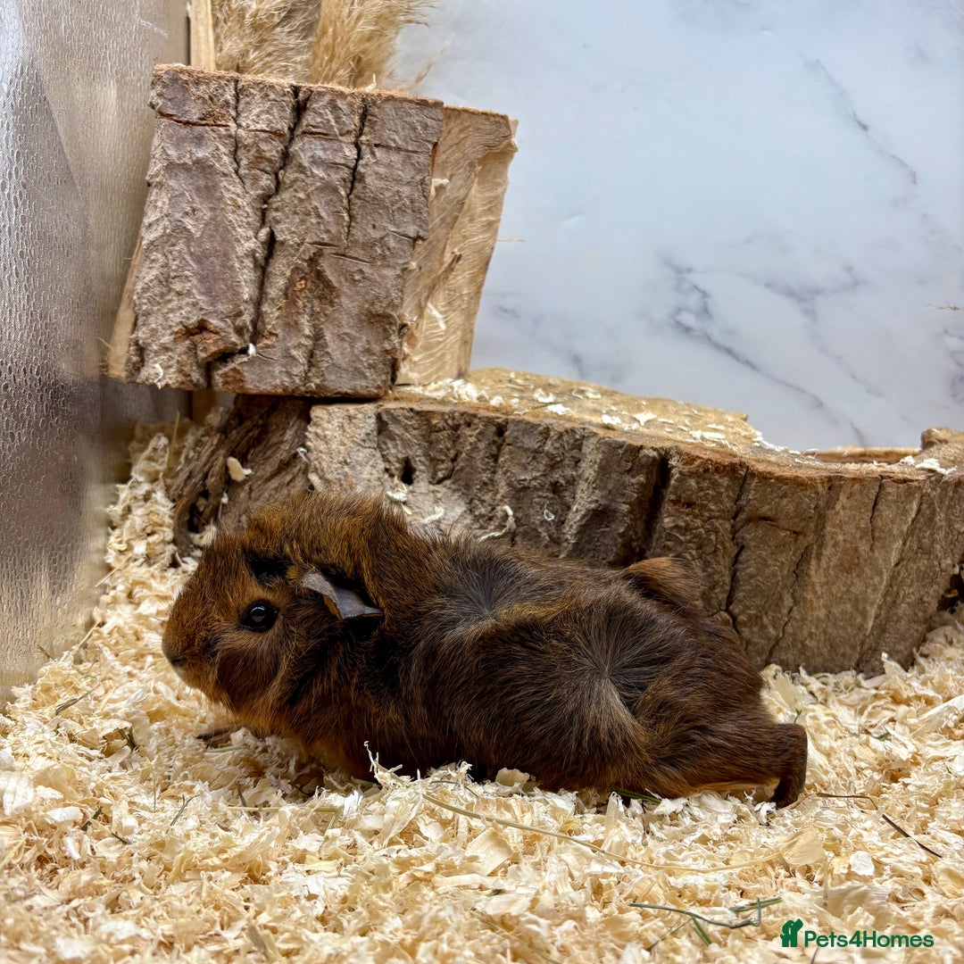 Guinea Pig rodents for sale: Lots of Baby Guinea Pigs for sale - Image 14