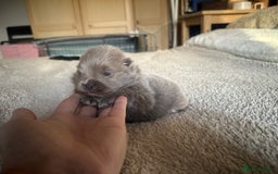 Pomeranian dogs for sale: Outstanding Quality Pomeranian  - Image 2