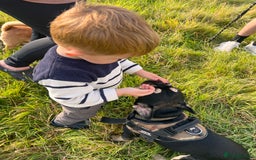 French Bulldog dogs for stud: Chocolate Tan french bulldog Burtie in Sevenoaks - Image 7
