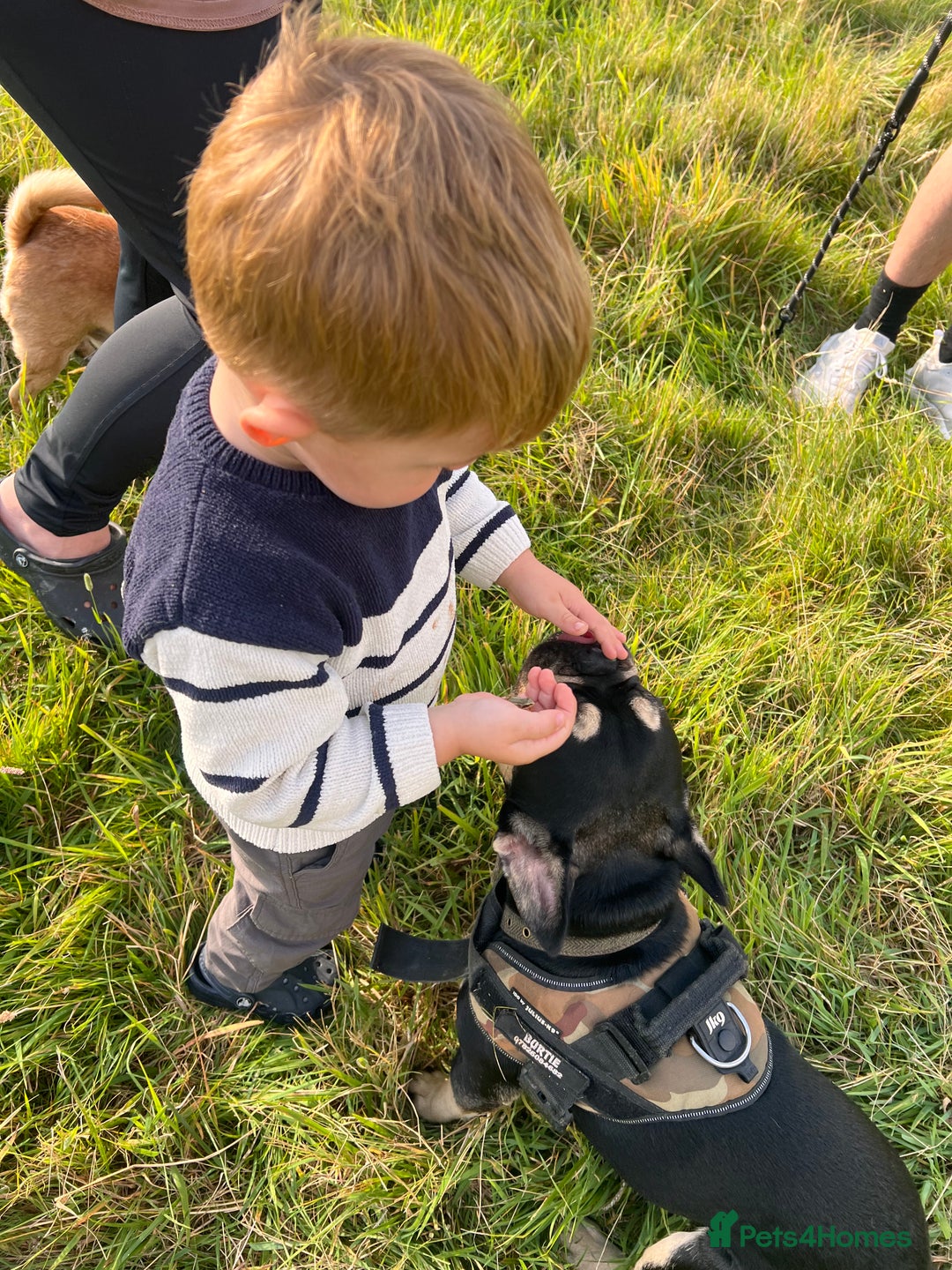 French Bulldog dogs for stud: Chocolate Tan french bulldog Burtie in Sevenoaks - Image 7