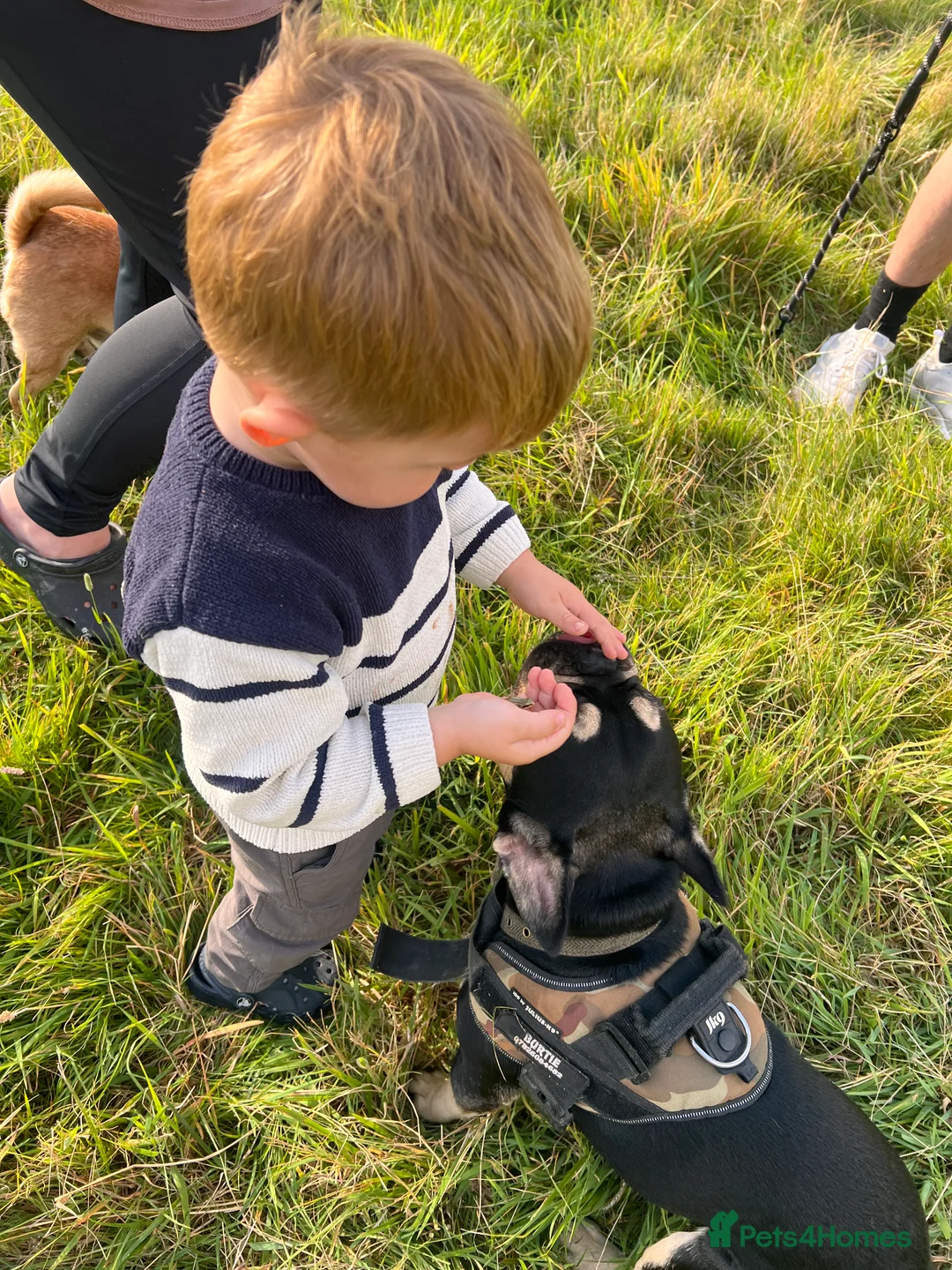 French Bulldog dogs for stud: Chocolate Tan french bulldog Burtie in Sevenoaks - Advert 7