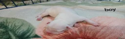 Staffordshire Bull Terrier dogs for sale: Adorable puppy for Staffordshire Bull Terrier - Advert 7