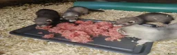Ferret rodents for sale: Micro x semi angora - Advert 1
