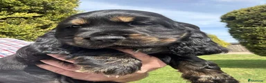 Cocker Spaniel 2